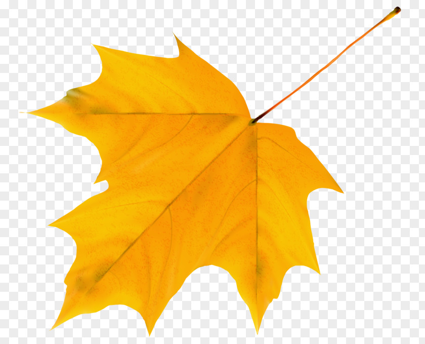 Golden Leaf Maple Preview PNG