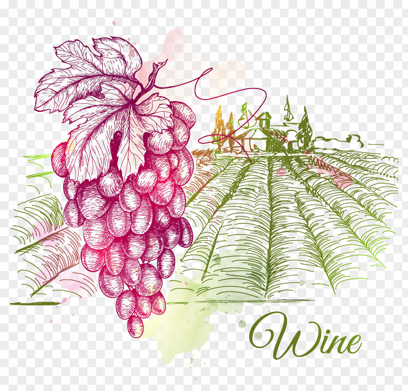 Hand-painted Wine Estate Common Grape Vine Drawing PNG
