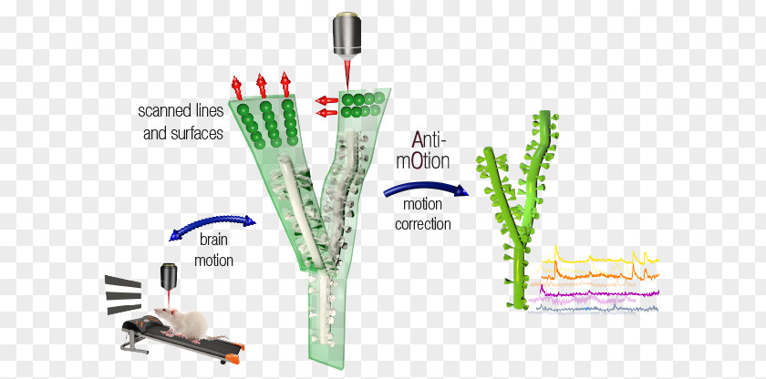 Motion Model Microscope Two-photon Excitation Microscopy Femtonics PNG