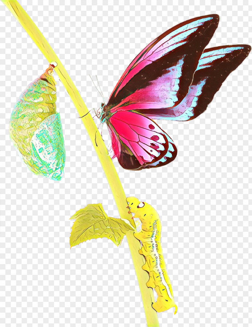 Pink Insect Butterfly Wing Plant PNG