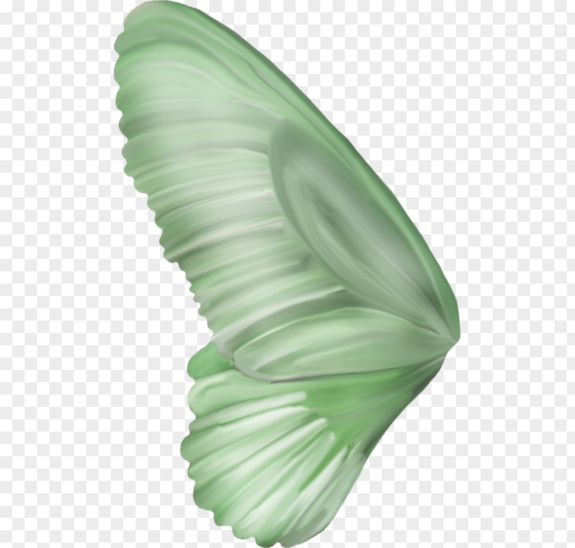 Plant Feather Green Leaf Background PNG