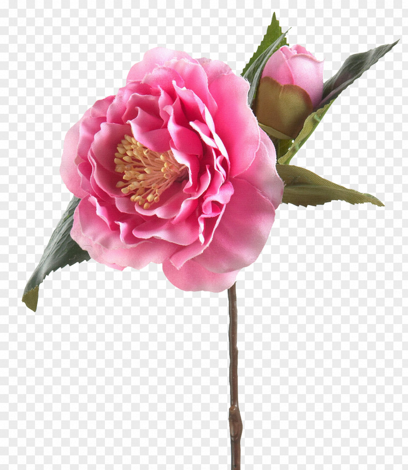 Cg Cabbage Rose Garden Roses Яндекс.Фотки Cut Flowers PNG