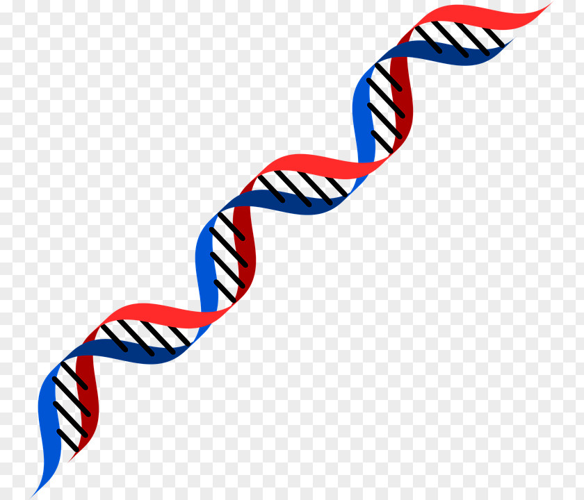 Dna Double Helix DNA Genetics RNA Genetic Testing Clip Art PNG