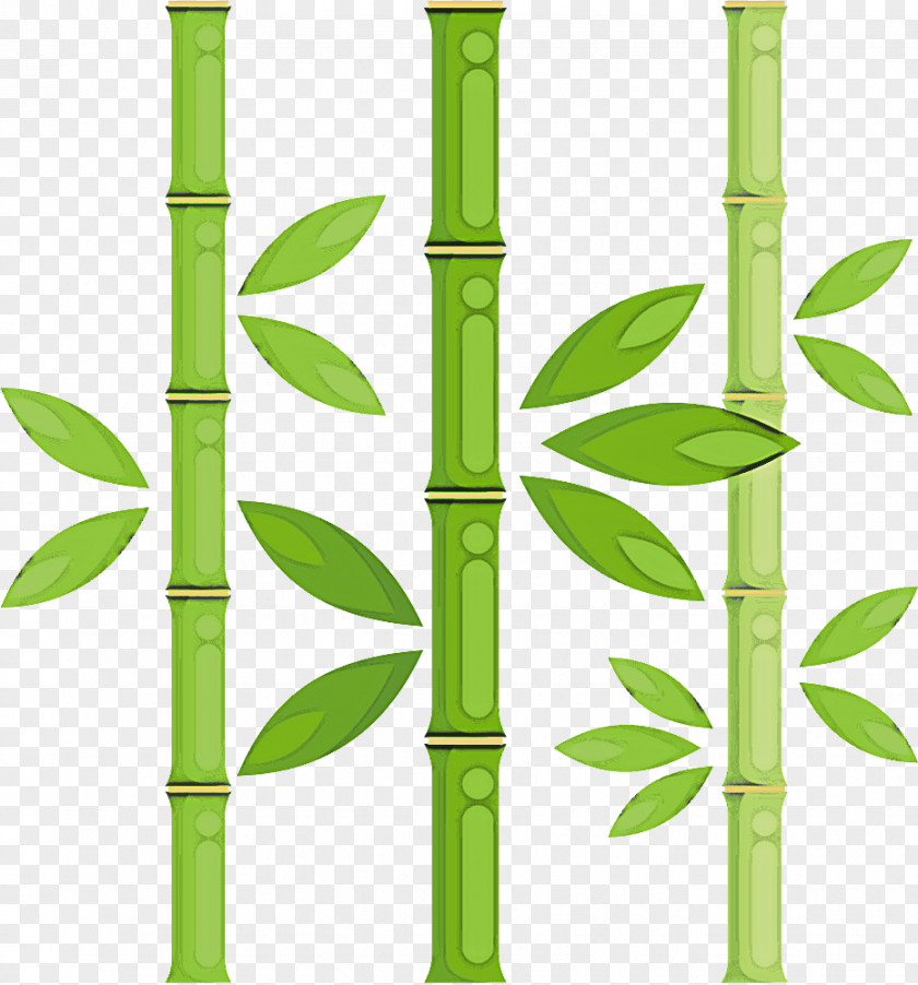 Green Bamboo Plant Stem Grass Family PNG