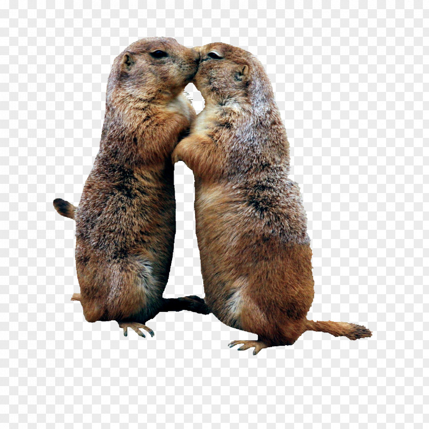 Groundhog Day PNG