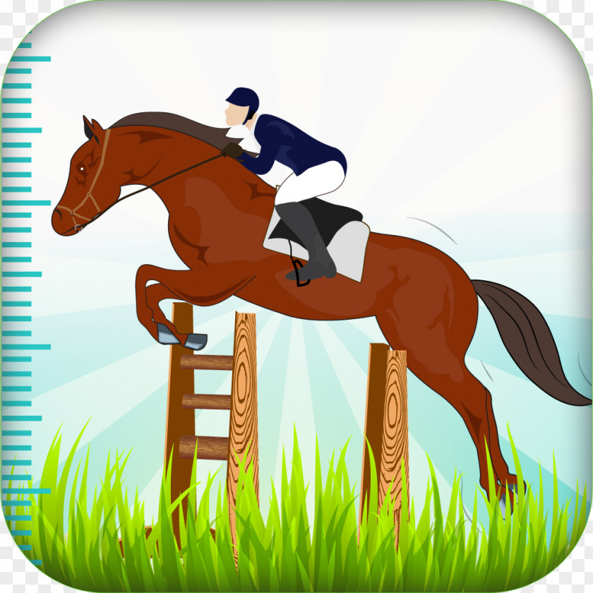 Horse Riding Equestrian Show Jumping Pony English PNG