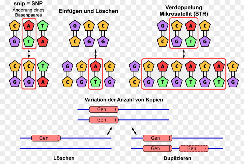 Minisatellite Microsatellite Polymorphism Satellite DNA PNG