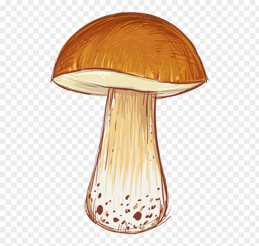 Mushroom Cartoon Illustration PNG