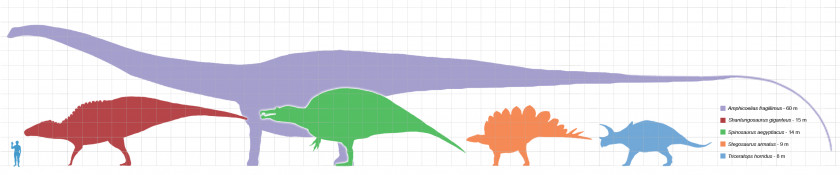 Pictures Of Dinosours Seismosaurus Amphicoelias Argentinosaurus Dinosaur Size Supersaurus PNG