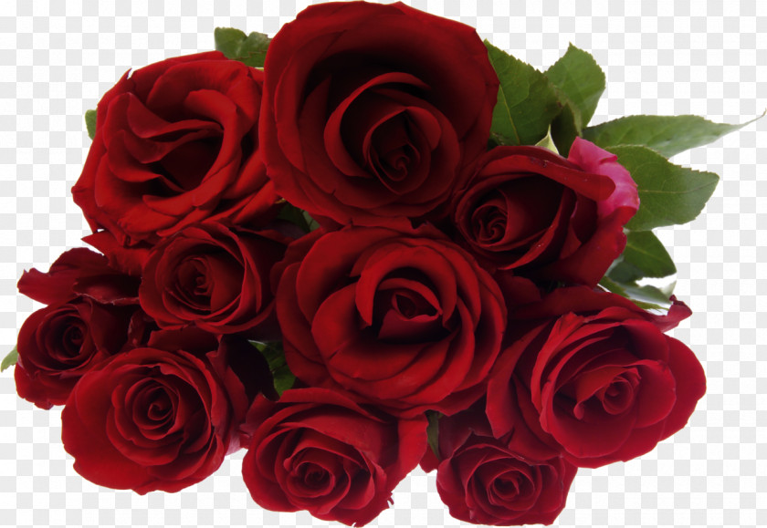 Red Roses Stock Photography Rose Flower Bouquet PNG