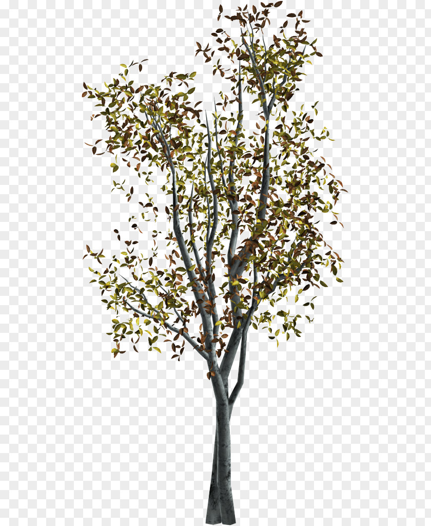 Twig Portable Network Graphics Adobe Photoshop Tree PNG , tree clipart PNG