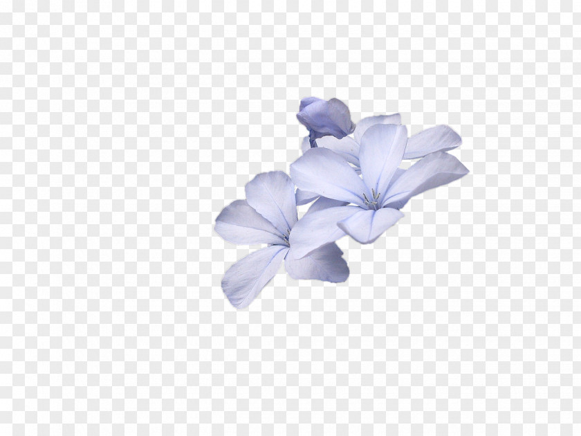 Aging Flower Spiritism Deodorant Aerosol PNG