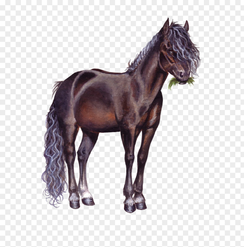 Chou Breyer Animal Creations Foal Pony Valegro Mane PNG