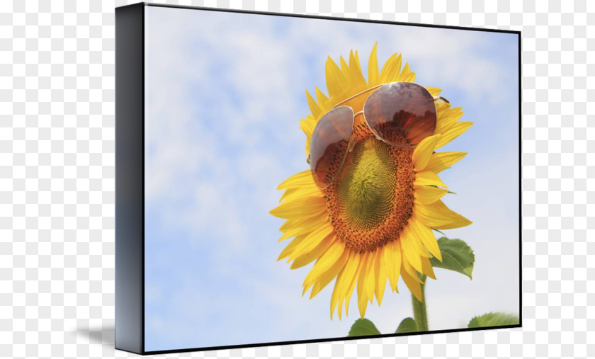 Sunflower 3D Picture Frames M PNG