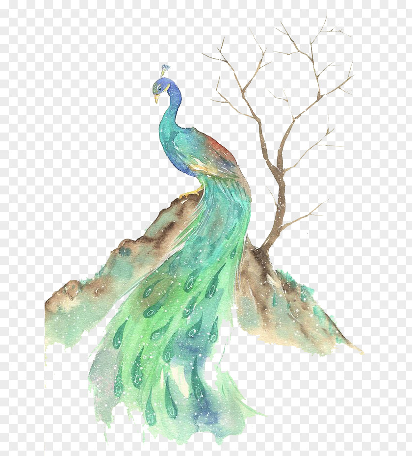 Watercolor Peacock Bird Peafowl Painting PNG