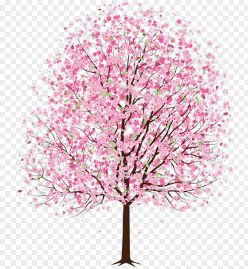 Cherry Blossom National Festival Drawing Illustration PNG