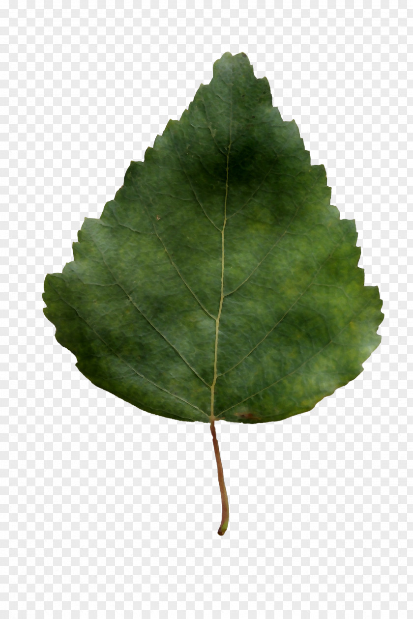 Leaf Tree PNG