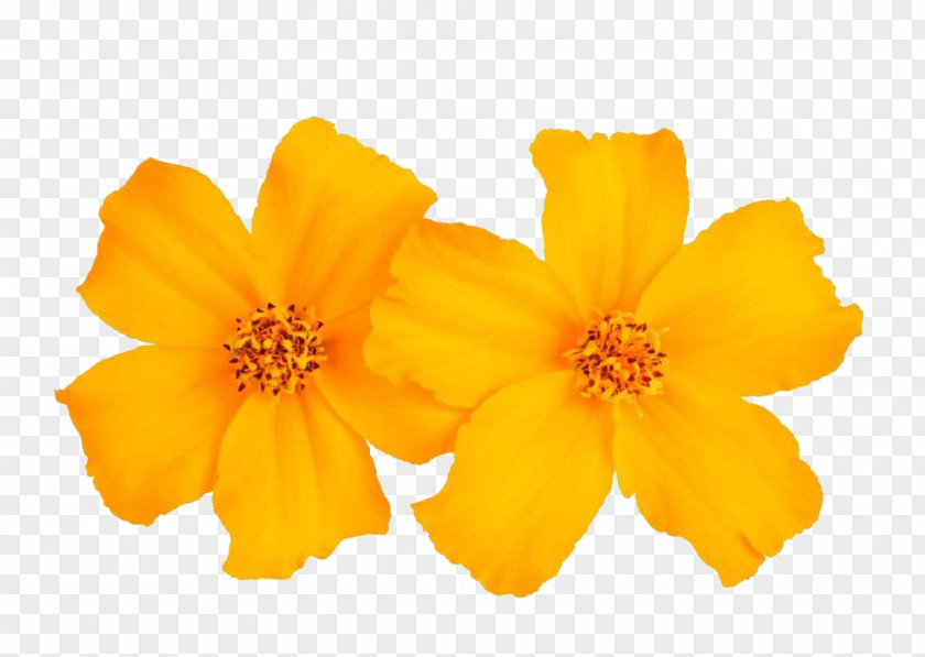 Marigold Pictures For Free Download Mexican Tagetes Tenuifolia Flower Stock Photography Calendula Officinalis PNG