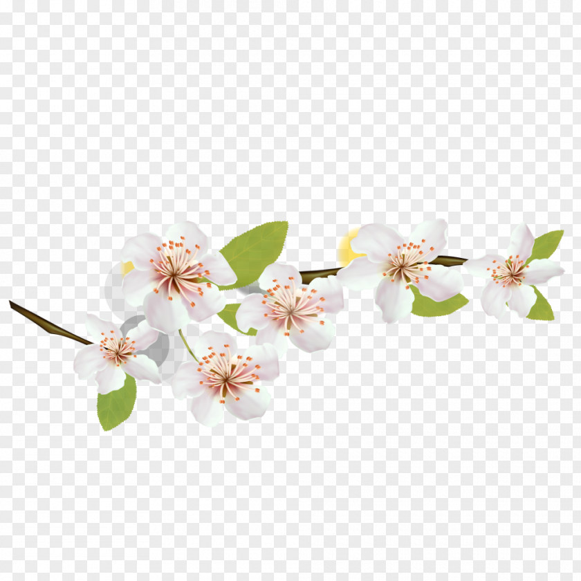 世界地圖 National Cherry Blossom Festival Flower Petal PNG