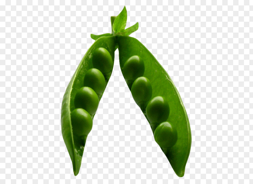 Pea PhotoScape PNG