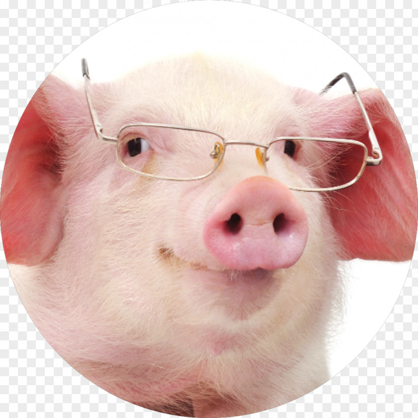 Pig Miniature Stock Photography Glasses Clip Art PNG