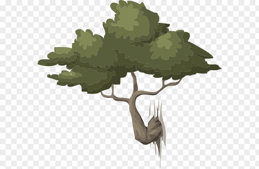 Bonsai Nature PNG