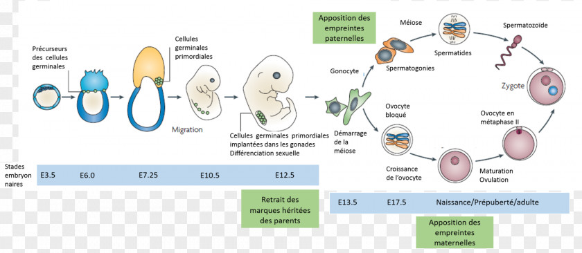Genomic Imprinting Germ Cell Somatic Biology PNG