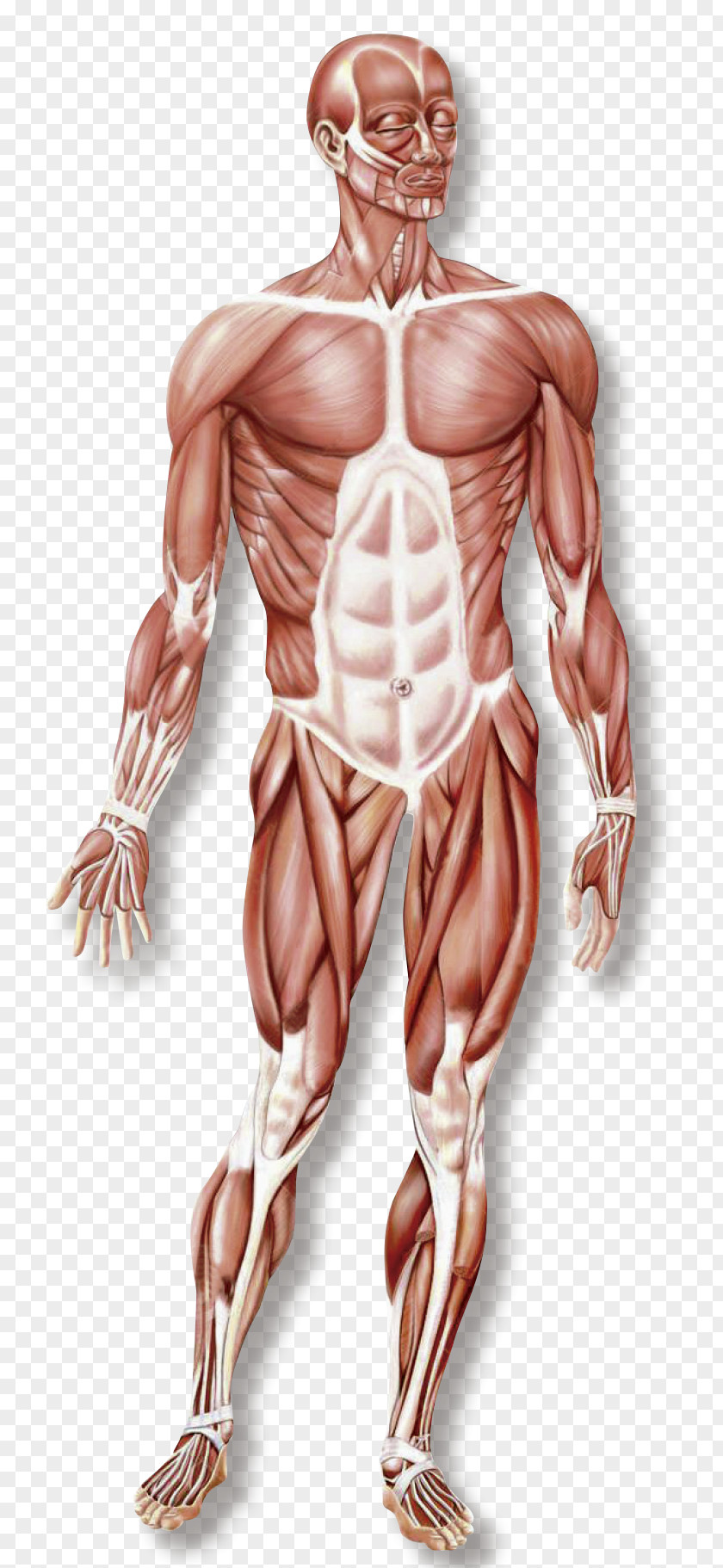 Hand Muscular System Skeletal Muscle Organ Human Body PNG system muscle body, musculo clipart PNG