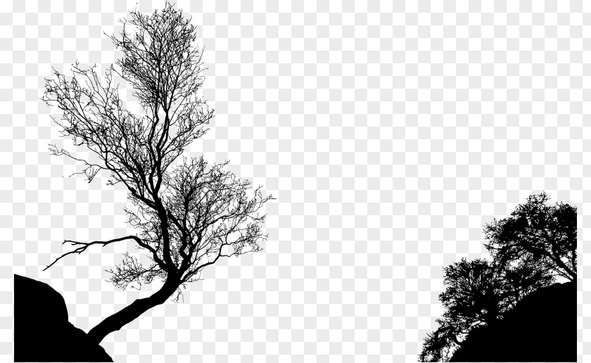 Silhouette Tree Branch Clip Art PNG