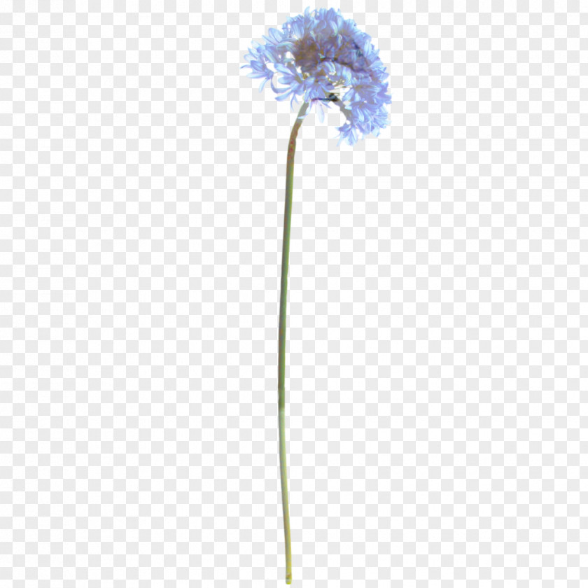 Allium Hydrangea Flowers Background PNG