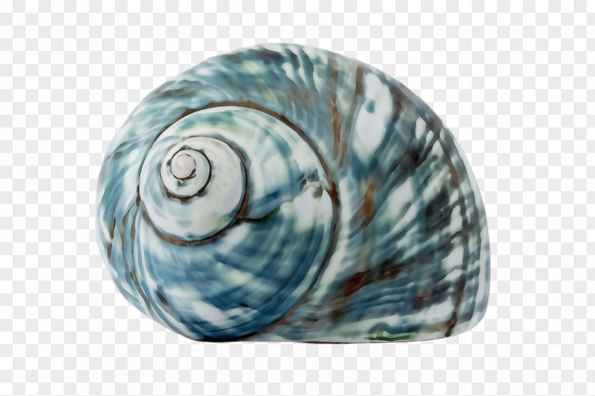 Glass Snails And Slugs Shell Turquoise Aqua Sea Snail PNG