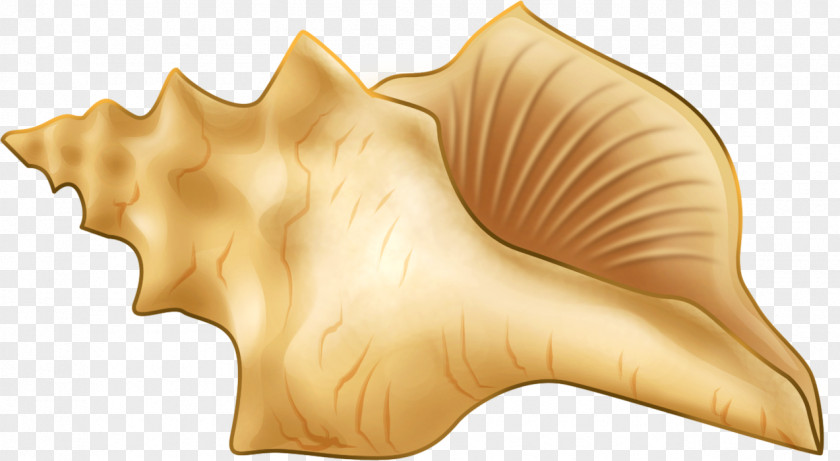 Hand-painted Conch Seashell Sea Snail PNG