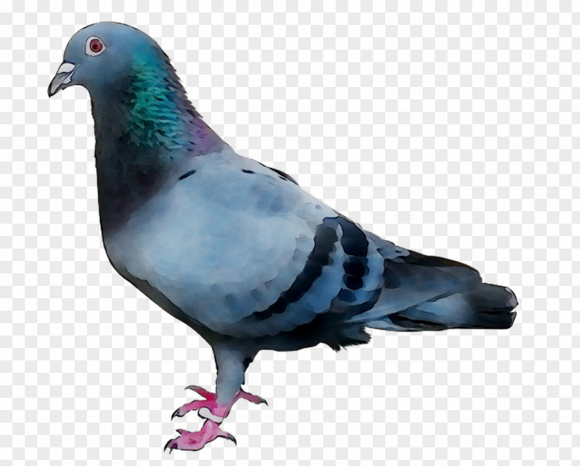 Stock Dove Pigeons And Doves Racing Homer Homing Pigeon Bird PNG