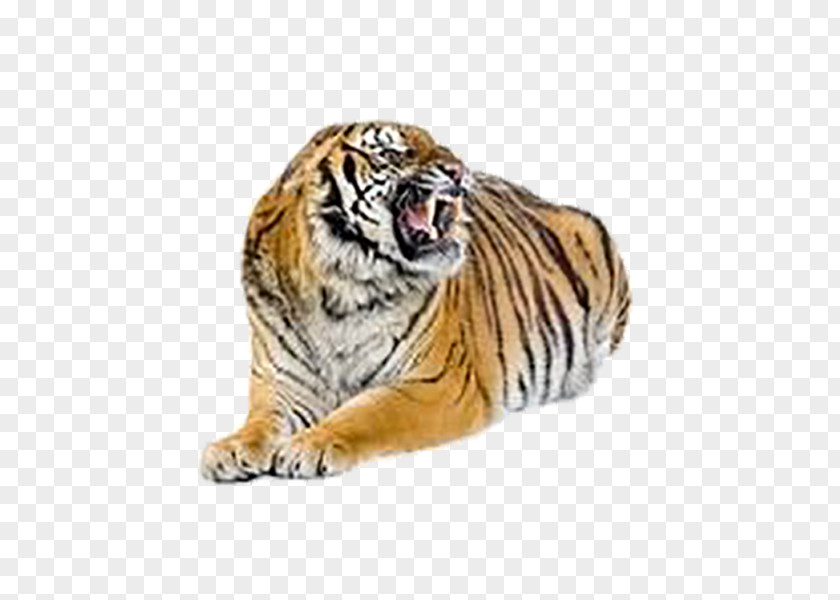 Tiger Bengal Cat Felidae Stock Photography PNG