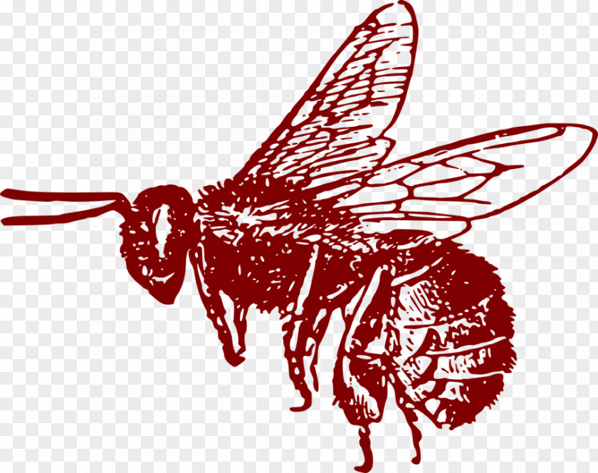 Bee Western Honey Clip Art Openclipart Vector Graphics PNG