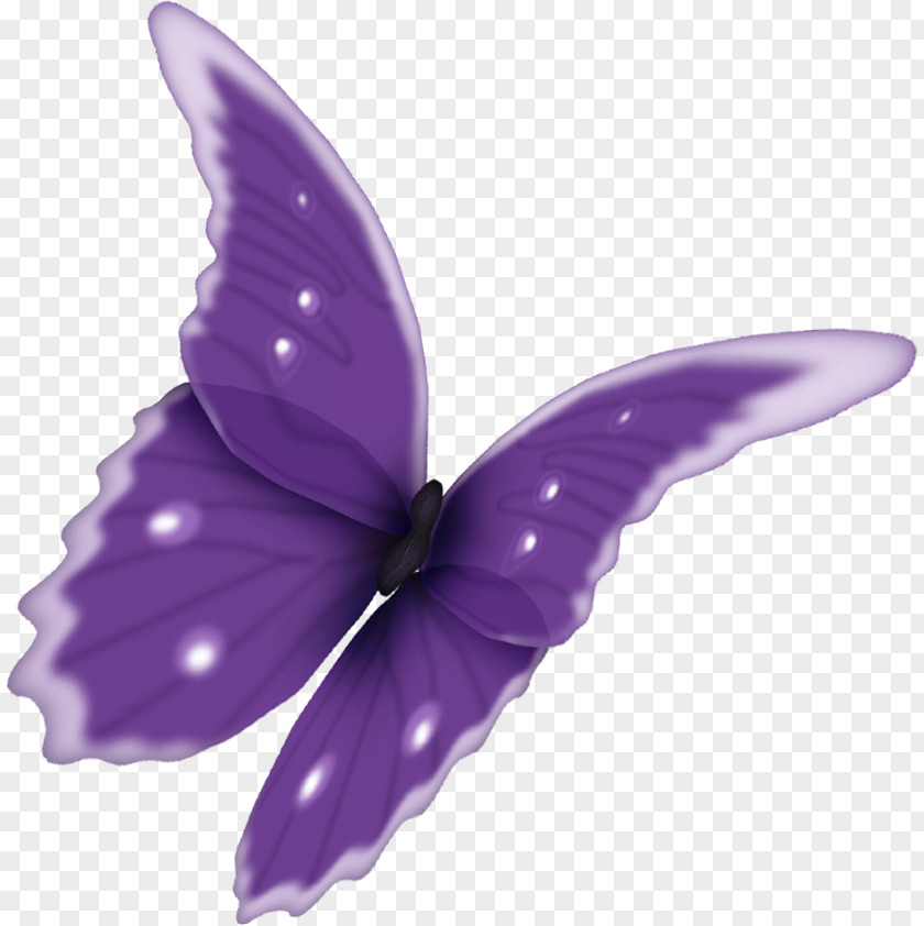 Papillon Butterfly PhotoScape Clip Art PNG