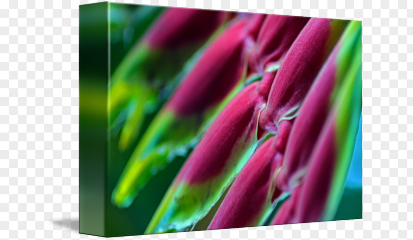 Vegetable In Kind Magenta Close-up Plant Stem PNG