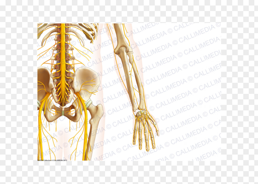 Bone Pelvis Nerve Human Anatomy PNG