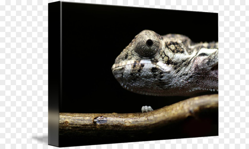 Panther Chameleon Scaled Reptiles Amphibian Fauna Snout PNG