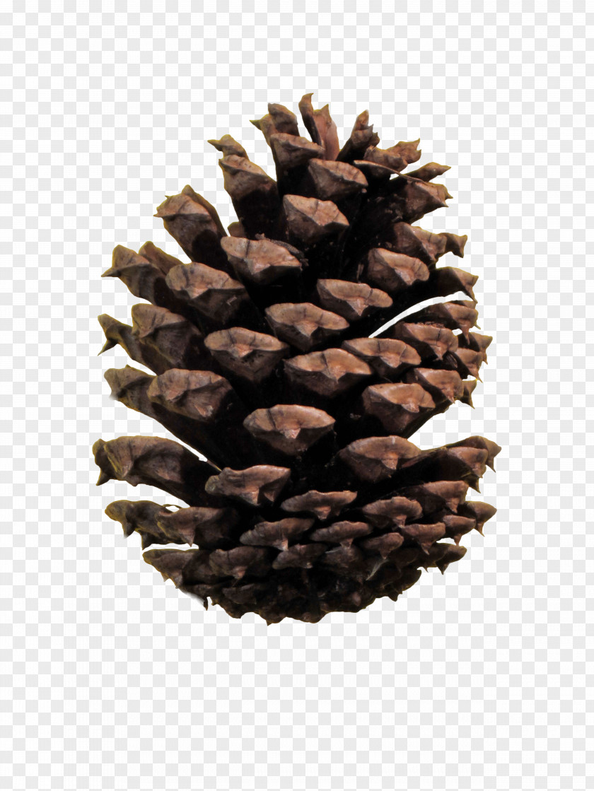 Pineconehd Conifer Cone Ponderosa Pine Image File Formats Conifers PNG