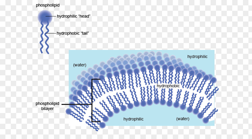 Water Hydrophile Hydrophobe Cell Membrane Phospholipid Biological PNG