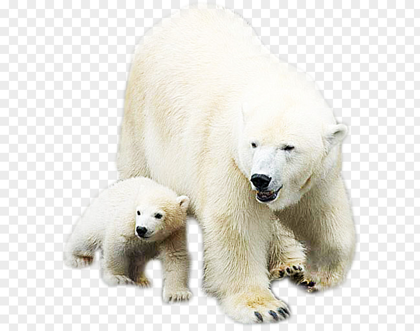 White Animal Polar Bear PNG
