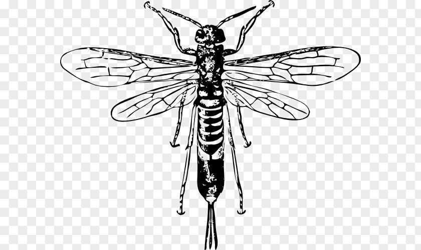 Black Hornet Bee Insect Wasp Clip Art PNG