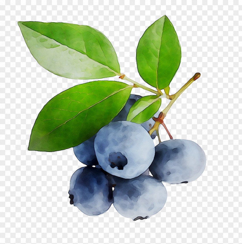 Blueberry Bilberry Huckleberry Acai Berry Berries PNG