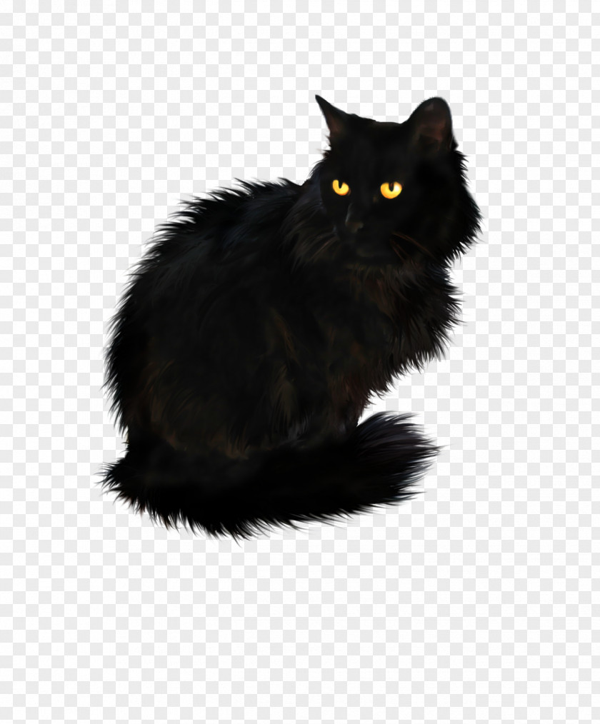 Cats Persian Cat British Longhair Black Shorthair PNG