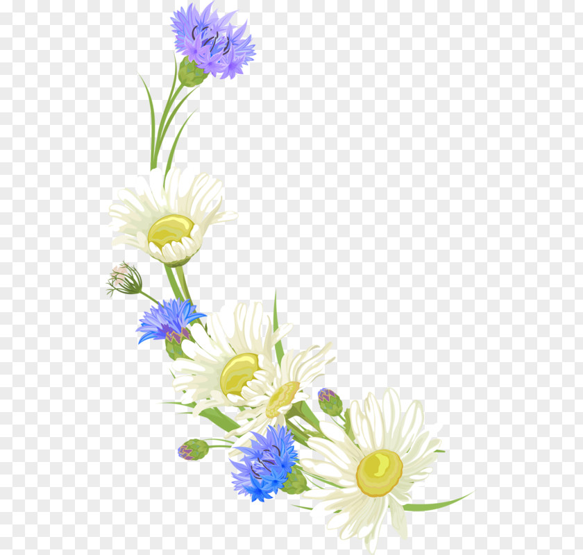 Flower Floral Design Cut Flowers Illustration Chrysanthemum PNG