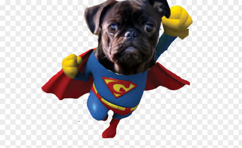 Pugs Pug Dog Breed Management Superhero PNG