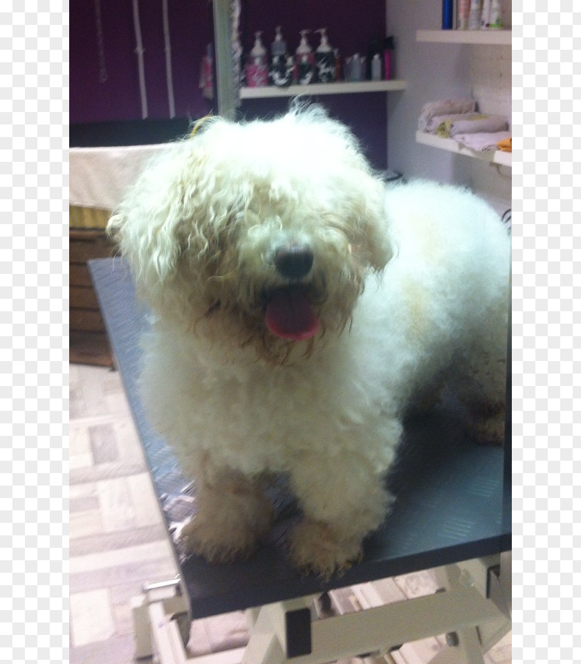 Bichon Frise Miniature Poodle Maltese Dog Bolognese Havanese PNG