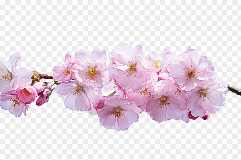 Cut Flowers Spring Cherry Blossom PNG