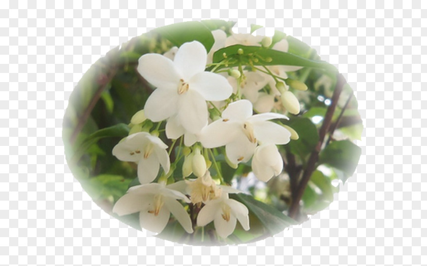 Flower Song Lam Nam Phen ดอกไม้ให้คุณ เพลงไทยเดิม PNG